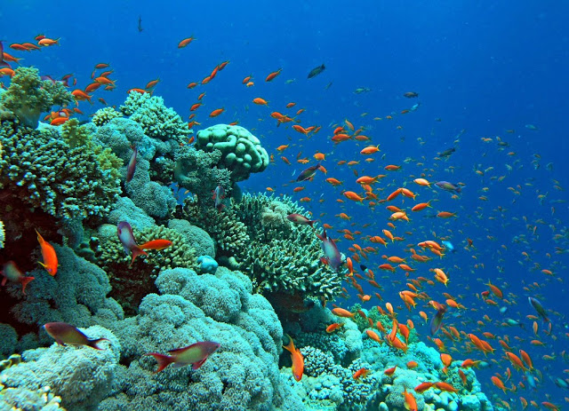 Red Sea Snorkeling(2)