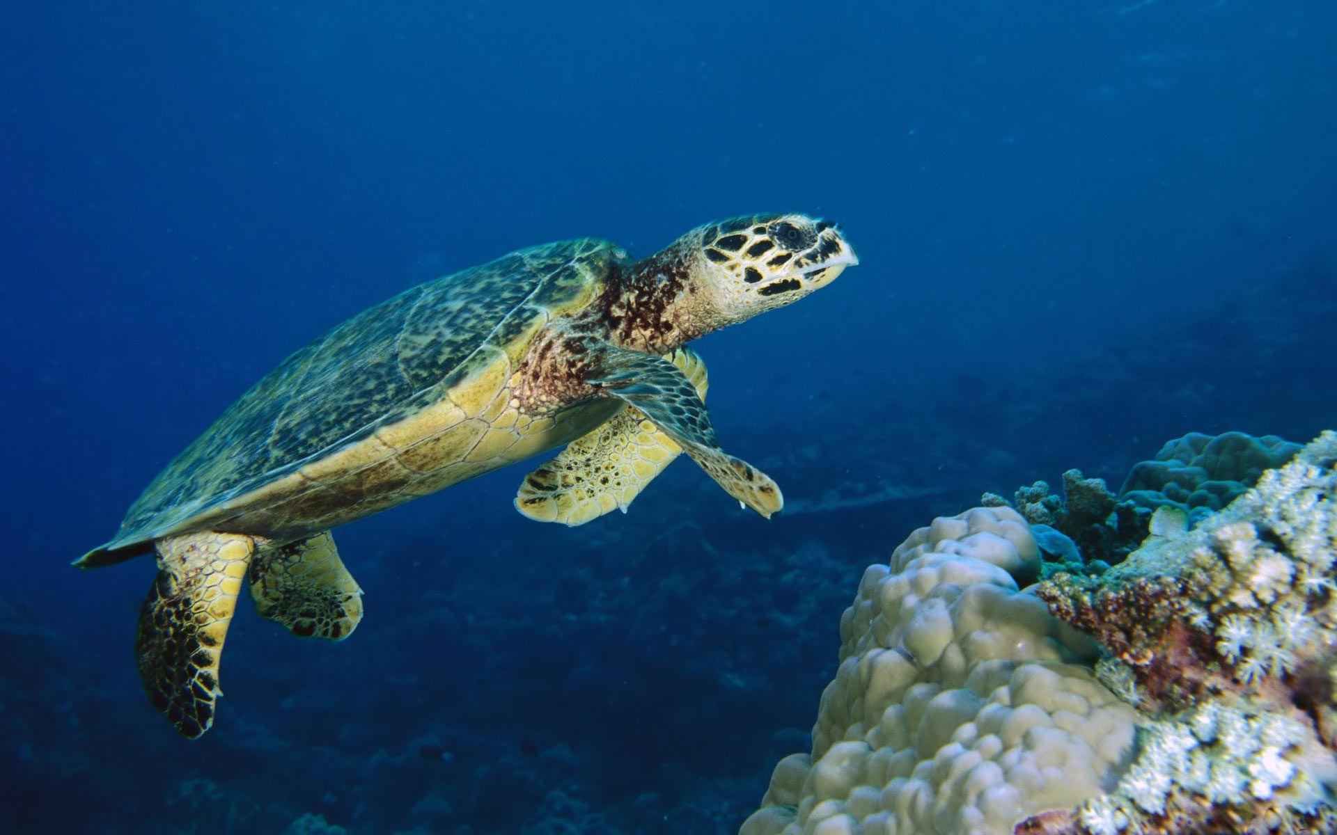 Sea turtle - underwater life