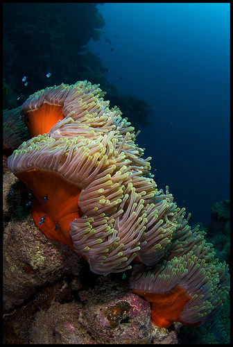 Anemonen Red sea